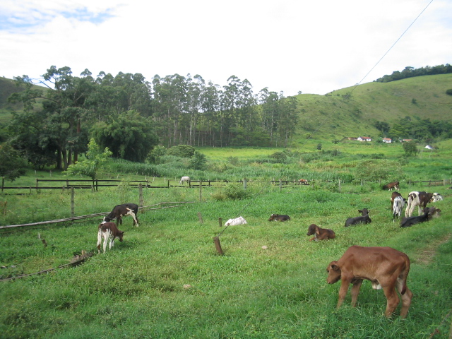Gado no Pasto